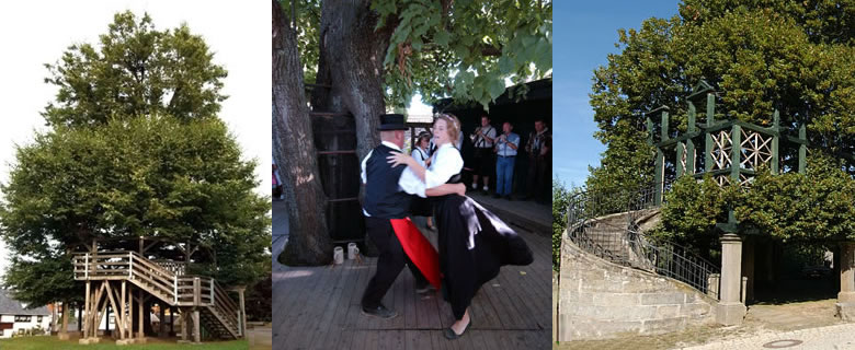 Tilleul à Danser planté à Mazille, France