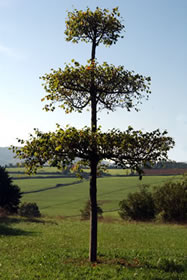 Tilleul à Danser planté à Mazille, France